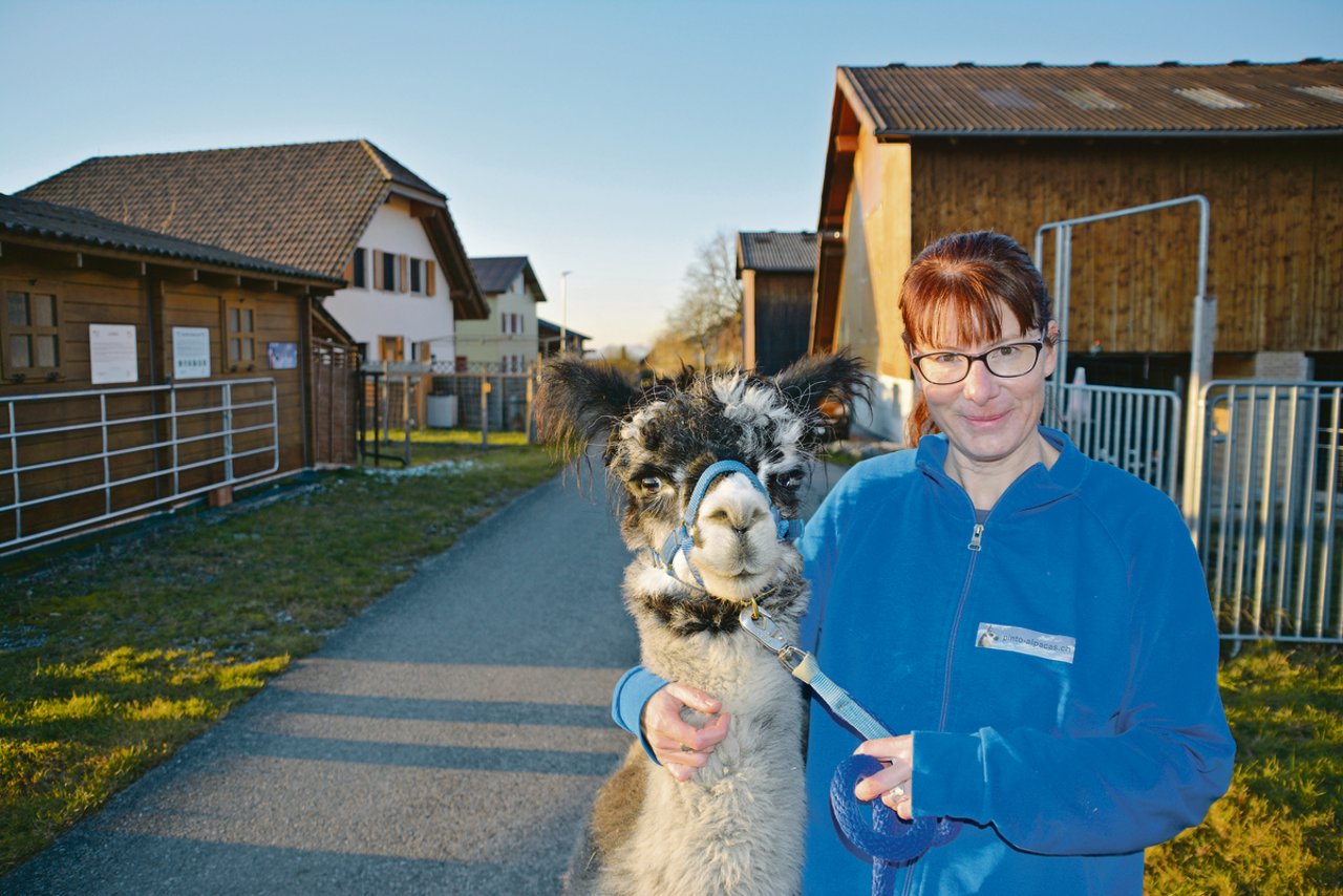 Monika Blättler mit Terso an der Halfter. Sie kann fast alle ihre Alpakas an der Halfter führen, zudem hören die Tiere auf ihren Namen.(Bilder Franziska Jurt)
