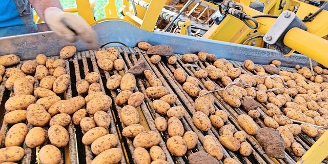 Viele Kartoffelfelder befinden sich in der Seneszenzphase. Das Kraut-vernichten hat begonnen, und die Ernte ist gestartet.