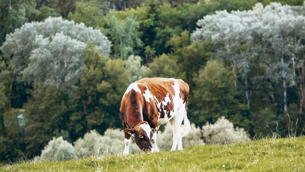 Die trockenen Beding Die trockenen Bedingungen der letzten Wochen haben das Leguminosewachstum verstärkt. Das strukturarme und hochverdauliche Futter kann den Pansen belasten.