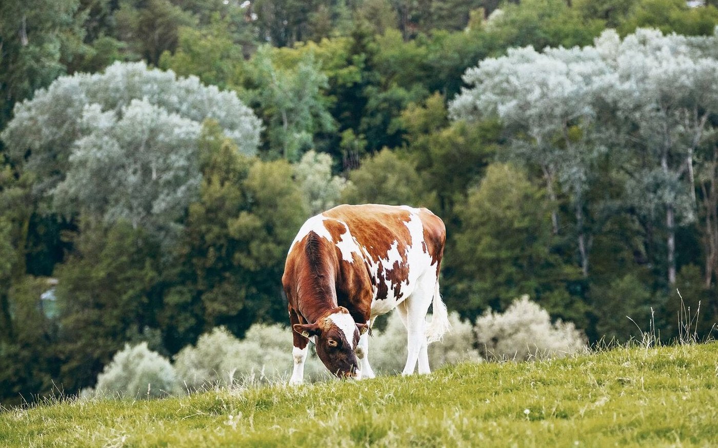 Die trockenen Bedingungen der letzten Wochen haben das Leguminosewachstum verstärkt. Das strukturarme und hochverdauliche Futter kann den Pansen belasten.   