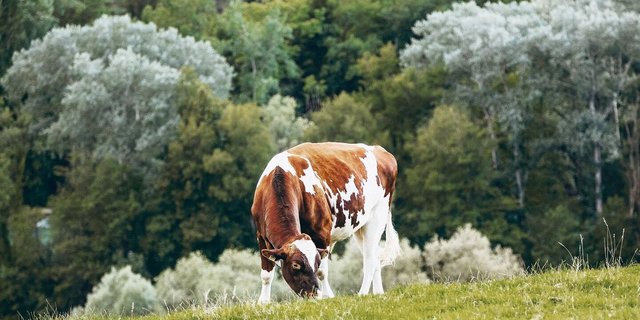 Die trockenen Bedingungen der letzten Wochen haben das Leguminosewachstum verstärkt. Das strukturarme und hochverdauliche Futter kann den Pansen belasten.   