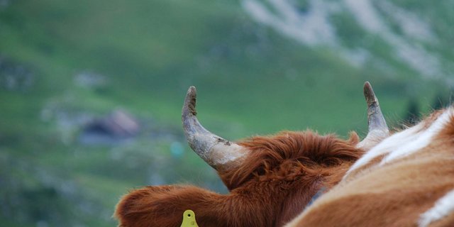 Nun sagt auch der Bäuerinnen- und Landfrauenverband Nein zu behornten Kühen. (Bild Eva Schletti/landwirtschaft.ch)