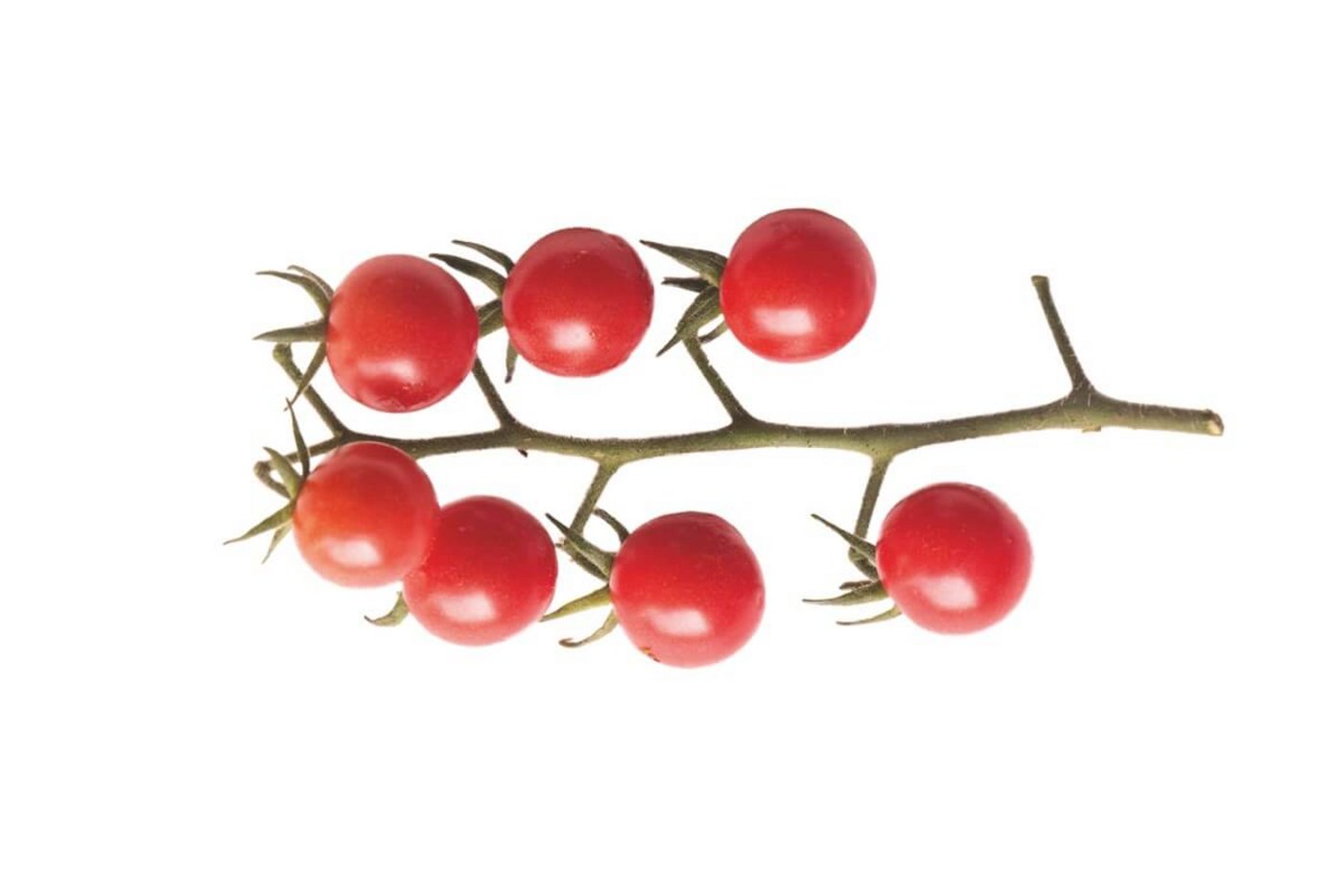 Reife Tomaten, frisch ab Stock, sind ein Genuss. (Foto: Eveline Dudda)