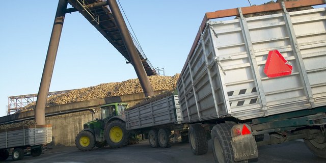 Weil die inländische Rübenernte nicht ausreicht, werden usätzlich zirka 90'000 t Zuckerrüben importiert. (Bild BauZ)