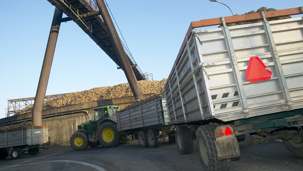 Weil die inländische Rübenernte nicht ausreicht, werden usätzlich zirka 90'000 t Zuckerrüben importiert. (Bild BauZ)