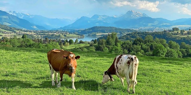 Weidegras ist das kostengünstigste Grundfutter. In Zeiten von hohen Energiepreisen sollte der Weide besondere Aufmerksamkeit geschenkt werden. Bild: Pierre Aeby