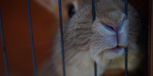 Tierversuche werden in der Schweiz in drei Schweregrade eingeteilt. So gelten auch Beobachtungsstudien, bei denen die Tiere kaum beeinträchtigt werden, zu den Tierversuchen. Die Anzahl der Experimente mit niedrigem Schweregrad sinkt seit Jahren stetig. (Bild  Isaak_Matten/Pixabay)