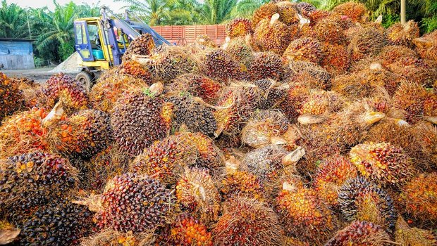 Uniterre: Durch das Freihandelsabkommen kommen Tausende Landwirte in Bedrängnis Palmöl ist das billigste und am meisten produzierte Pflanzenöl weltweit. Und es hat das Potenzial, einheimische Ölsaaten dank seinem billigen Preis auszustechen, so Uniterre. (Bild tristantan/Pixabay)