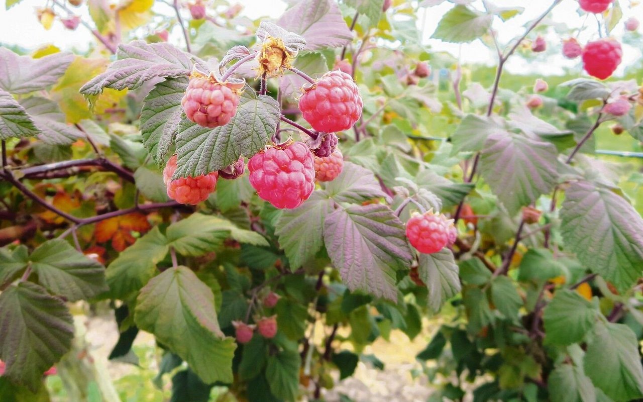 Die Rotblättrige Schwedin ist eine Zwerg-Sommerhimbeere mit dunklem Laub. Sie wird maximal 1,2 Meter hoch und braucht keine Stützen. 