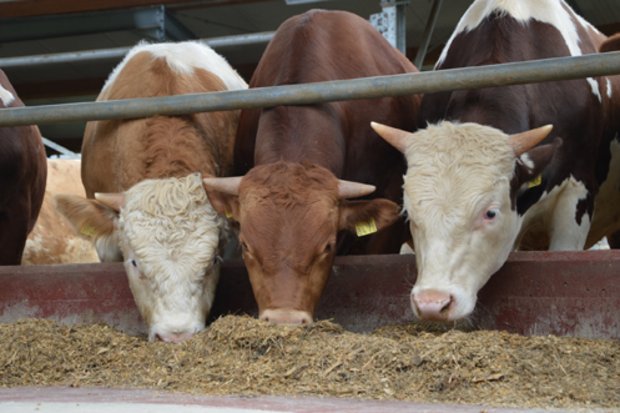 Proviande will Image von Schweizer Fleisch verbessern Die Fleischbranche verspricht sich von der neuen Meldestelle eine Stärkung des Images von Schweizer Fleisch. (Bild Melior)