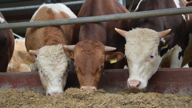 Die Fleischbranche verspricht sich von der neuen Meldestelle eine Stärkung des Images von Schweizer Fleisch. (Bild Melior)