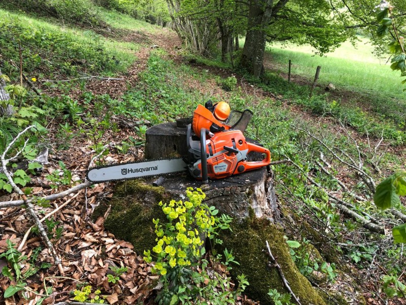 Bis auf Weiteres macht es kaum Sinn, die Motorsäge für anderes als den Forstschutz einzusetzen. (Bild BauZ)