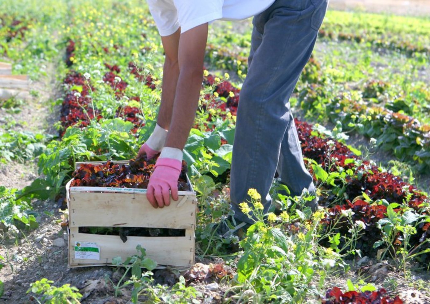 Erntehelfer haben zurzeit kein glückliches Los. (Bild Adobe Philippe Leridon) 