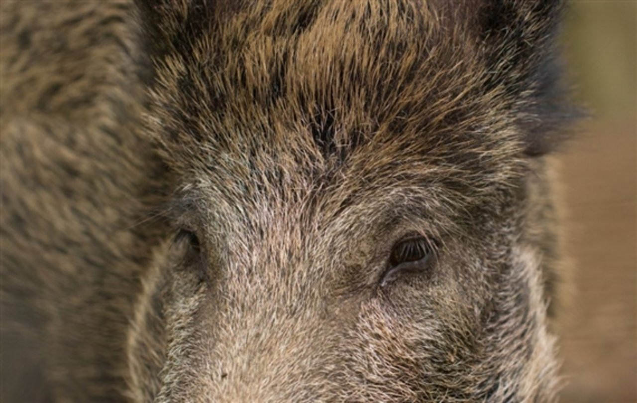 Beim Wildschwein gilt nun per Gesetz eine verkürzte Schonzeit vom 1. März bis 30. Juni. (Bilder Pixabay)