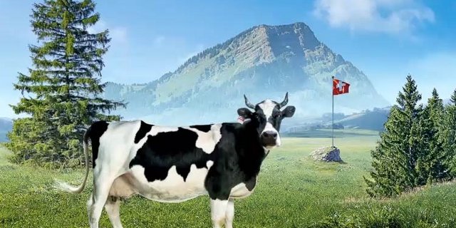 Lovely auf der Weide: Auch im Milchmarketing hat man den grünen Teppich bereits ausgerollt. (Bild pd)