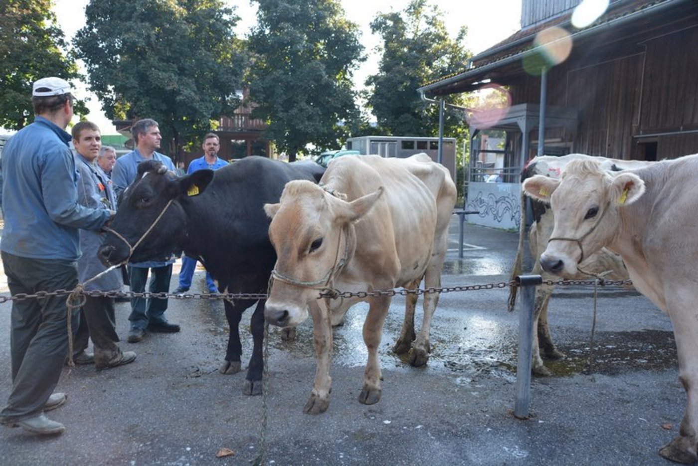 Die Wochenpreise der Kühe steigen aktuelle Woche um 20 Rappen je Kilo Schlachtgewicht. (Bild Josef Scherer)