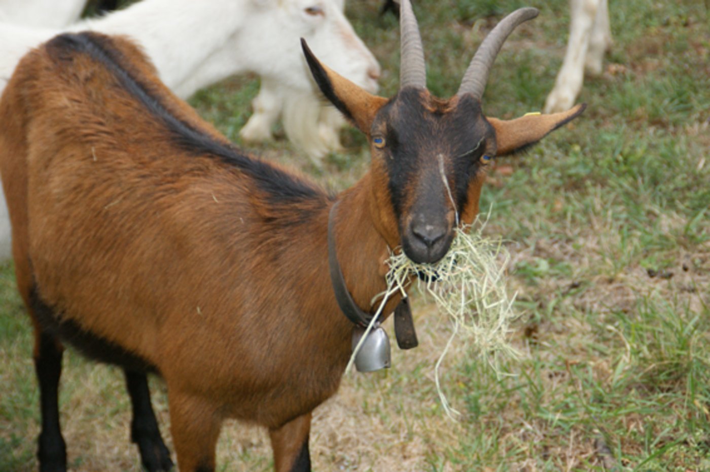 Ziegen waren in den Alpen schon vor 7000 Jahren beliebte Haustiere. (Symbolbild jr)