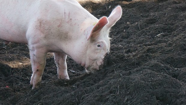 Durch ein Wühlareal im Auslauf können Schweine arteigenes Verhalten zeigen. In der Umsetzung hält das Wühlareal allerdings Herausforderungen bereit. (Bild FiBL)