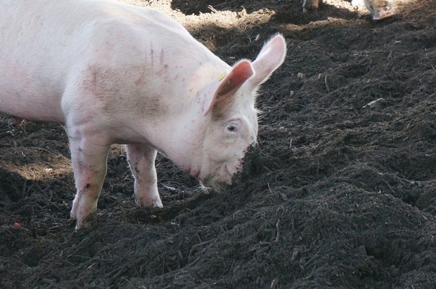 Durch ein Wühlareal im Auslauf können Schweine arteigenes Verhalten zeigen. In der Umsetzung hält das Wühlareal allerdings Herausforderungen bereit. (Bild FiBL)