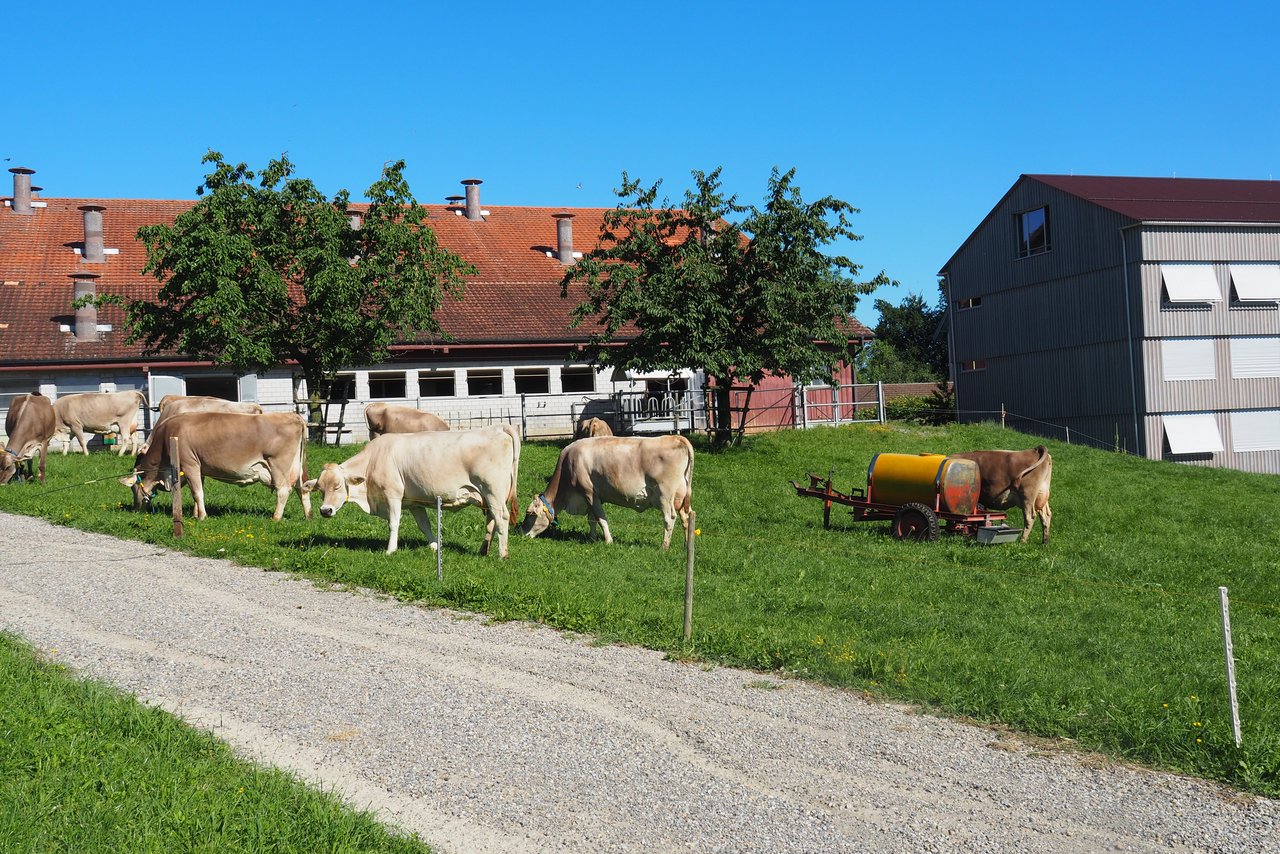 Blick auf den Stall des Gutbetriebs Arenenberg, der gegenwärtig durch einen Neubau ersetzt wird. Mit dessen Inbetriebnahme im Jahr 2020 erfolgt auch die Umstellung auf Bio. (Bild Christian Weber)