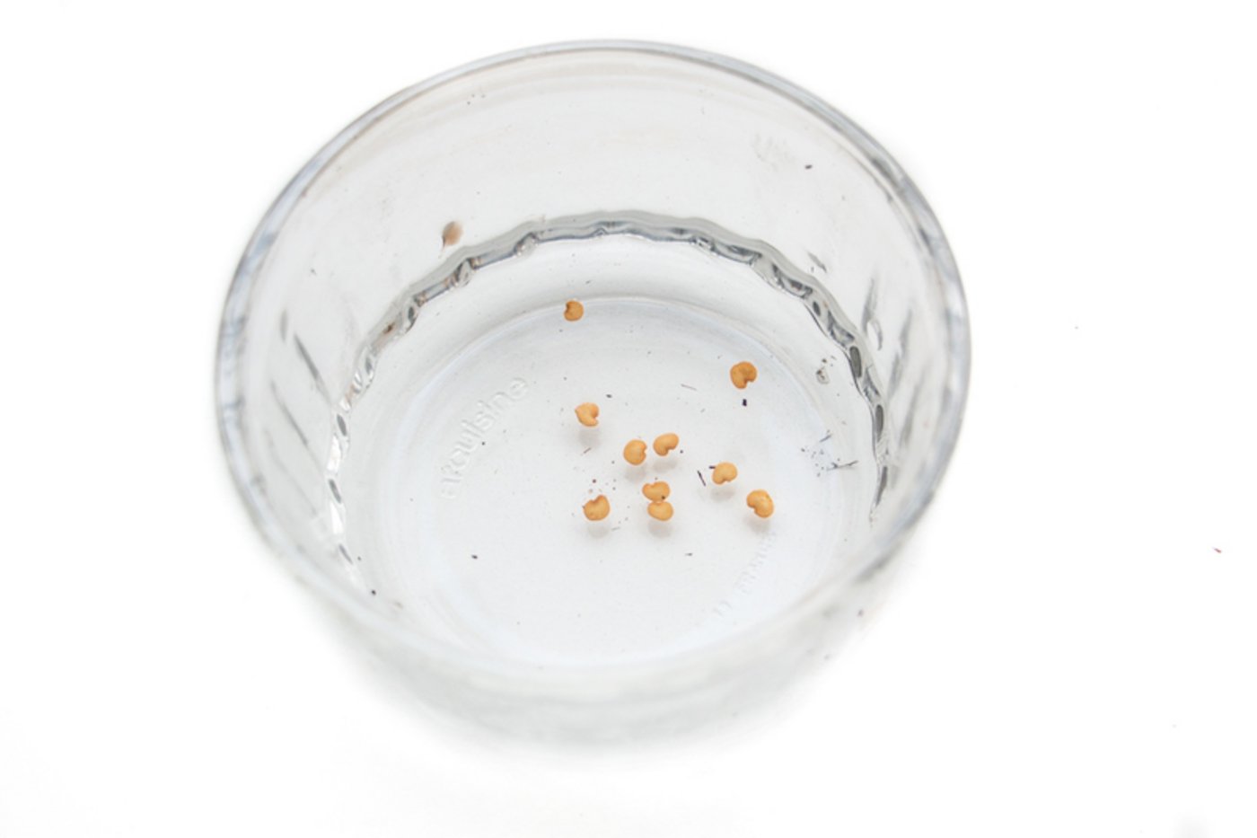 Der Schwimmtest gibt rasch Auskunft über die Keimfähigkeit von Saatgut. Was sinkt, das spriesst.