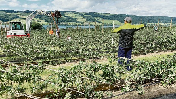 Obstanlage bei Markus Thali in Gelfingen. Dank dem nassen Boden wurden die jungen Apfelbäume nur umgelegt. Jetzt wird wieder passgenau gepfählt, verdrahtet und eingenetzt. Und die Bäume wieder aufgestellt. (Bild Josef Scherer)