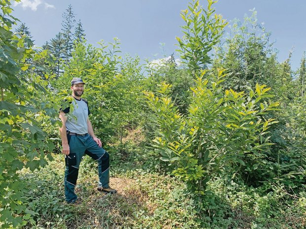 Martin Hafner von der Napfholz GmbH im noch jungen Wald mit 70 Prozent Laubholzanteil. Hier wurden auf einer Burglind-Sturmfläche viele neue Bäume gepflanzt, die schon prächtig gedeihen. (Bilder Josef Scherer)
