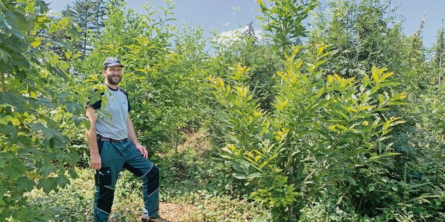 Martin Hafner von der Napfholz GmbH im noch jungen Wald mit 70 Prozent Laubholzanteil. Hier wurden auf einer Burglind-Sturmfläche viele neue Bäume gepflanzt, die schon prächtig gedeihen. (Bilder Josef Scherer)