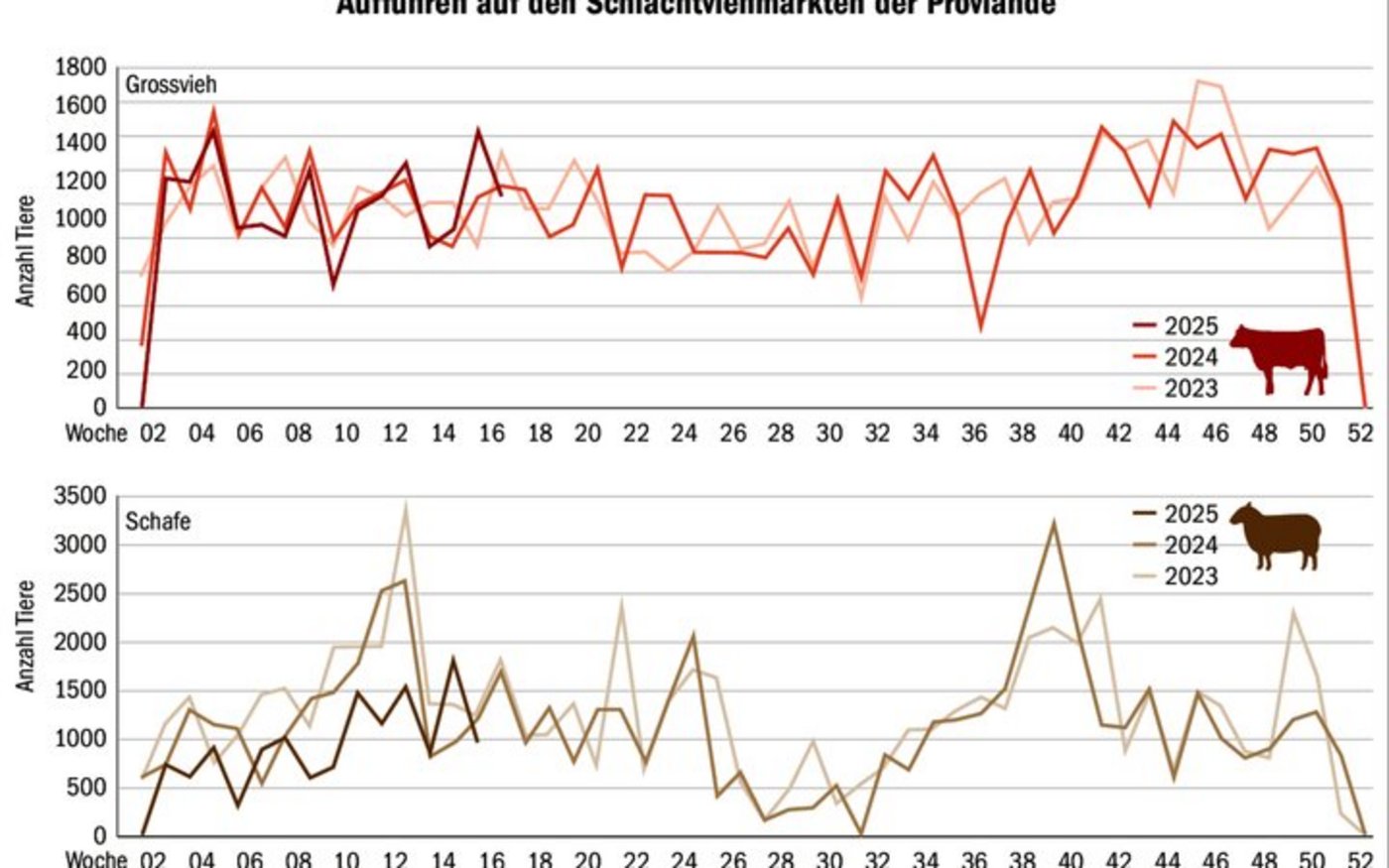 Trotz BVD-Ampel und Moderhinkesanierung: Die guten Preise sorgen für steigende Auffuhren. So wurden vergangene Woche auf den Berner Plätzen Kühe im Schnitt um 401 Franken überboten.