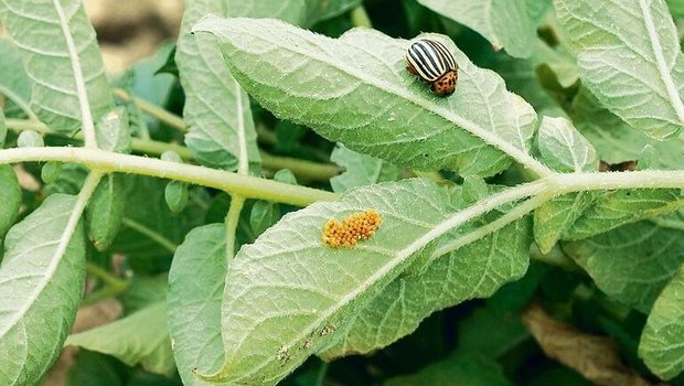 Zu reden gab die Bekämpfung des Kartoffelkäfers mit Audienz. Es wirkt gegen Käfer und Larven, nicht aber auf Eigelege. 