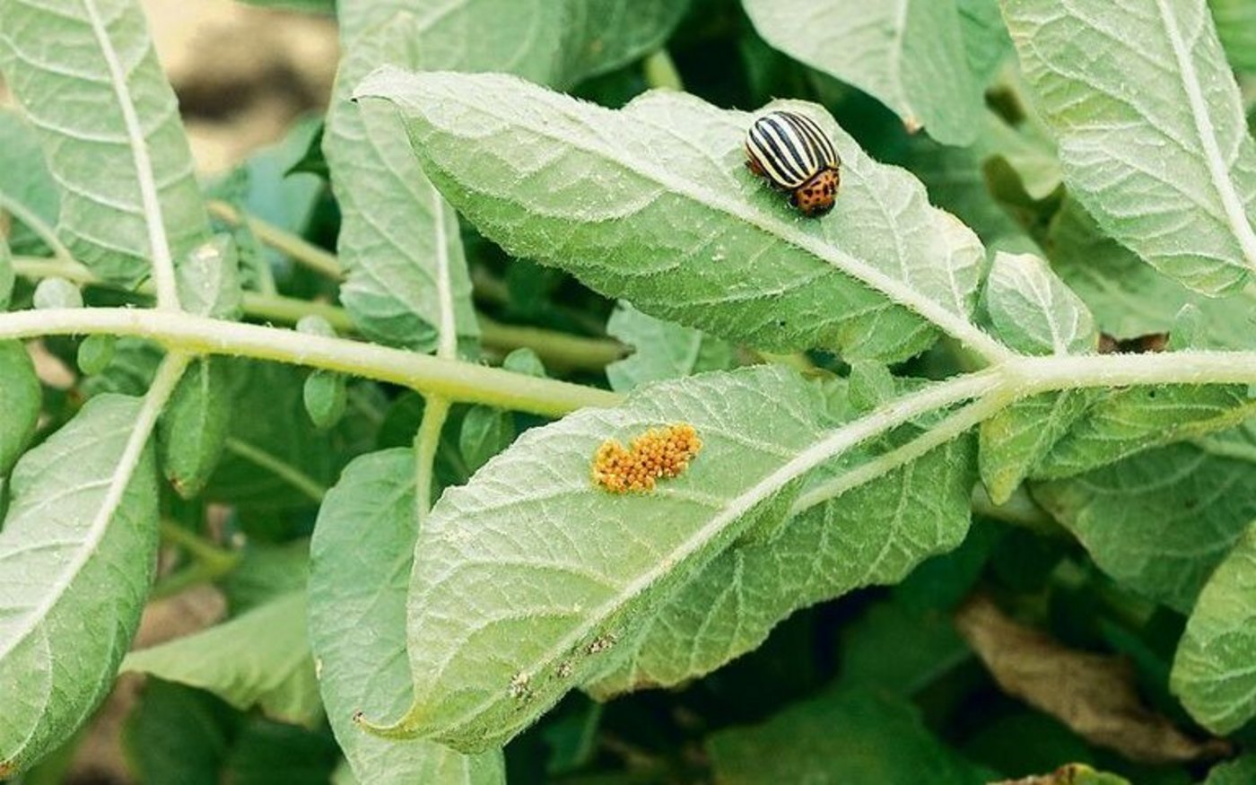Zu reden gab die Bekämpfung des Kartoffelkäfers mit Audienz. Es wirkt gegen Käfer und Larven, nicht aber auf Eigelege. 