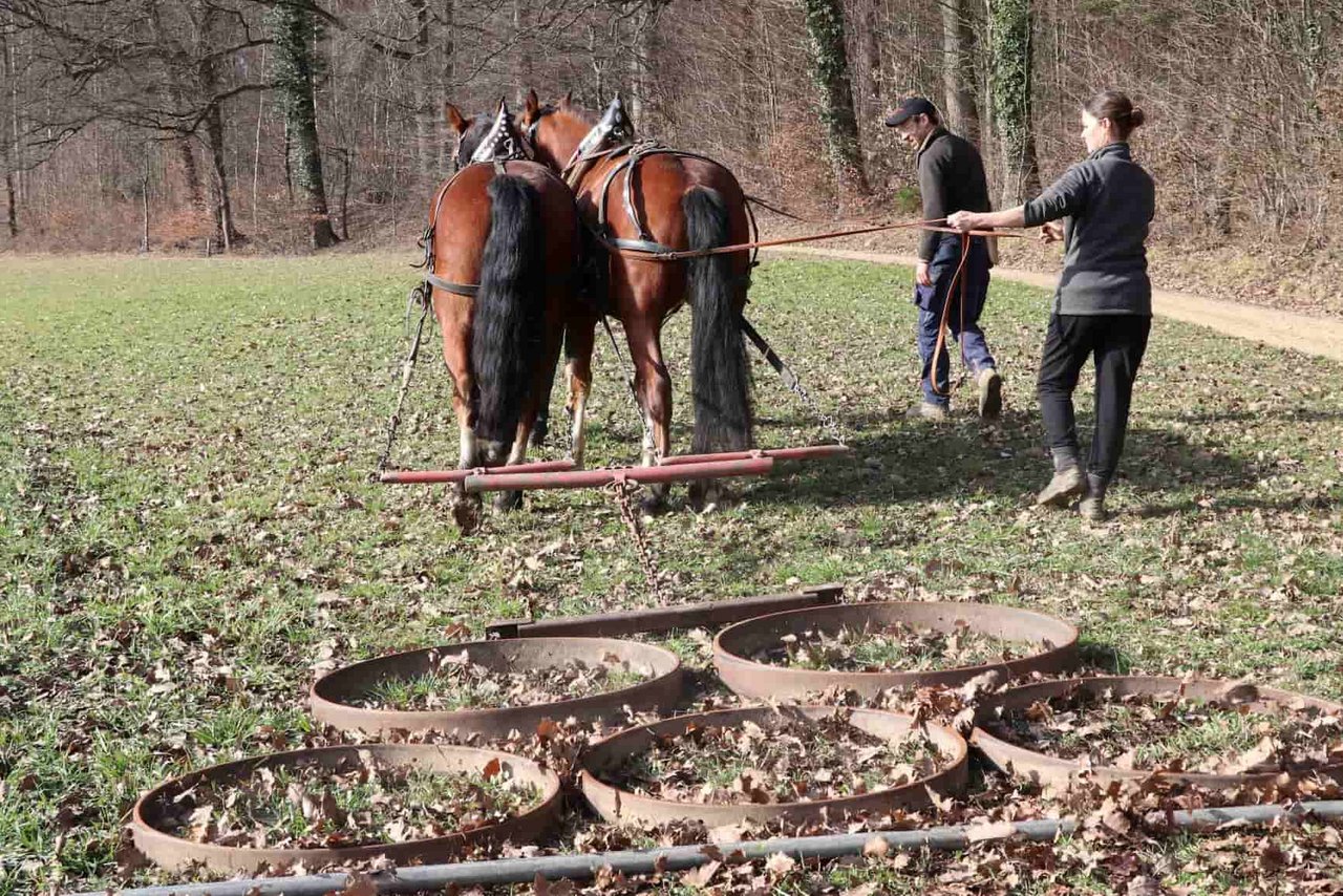 Bei den routinierten Freibergern dürfen Einsteiger an die Leinen. Die Pferde sind auch an Kursen im Einsatz. (Bild Ruth Aerni)
