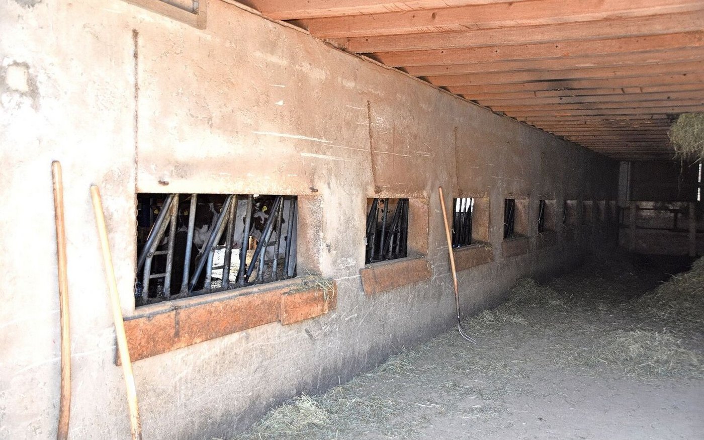 So wurden die Kühe früher gefüttert. 