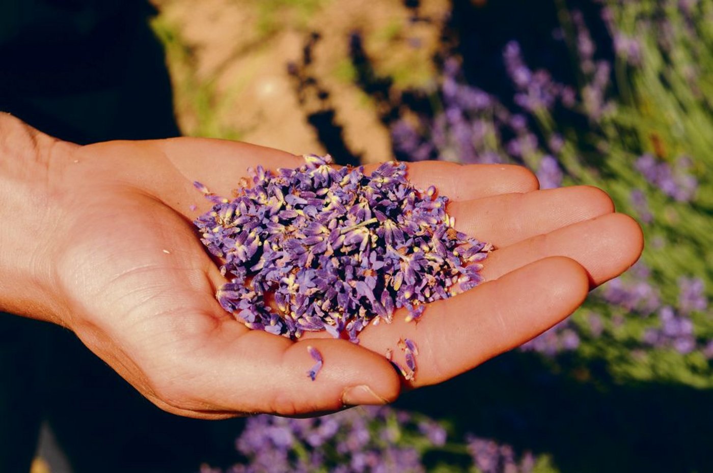 Das «blaue Gold» hat auch heilende Eigenschaften.