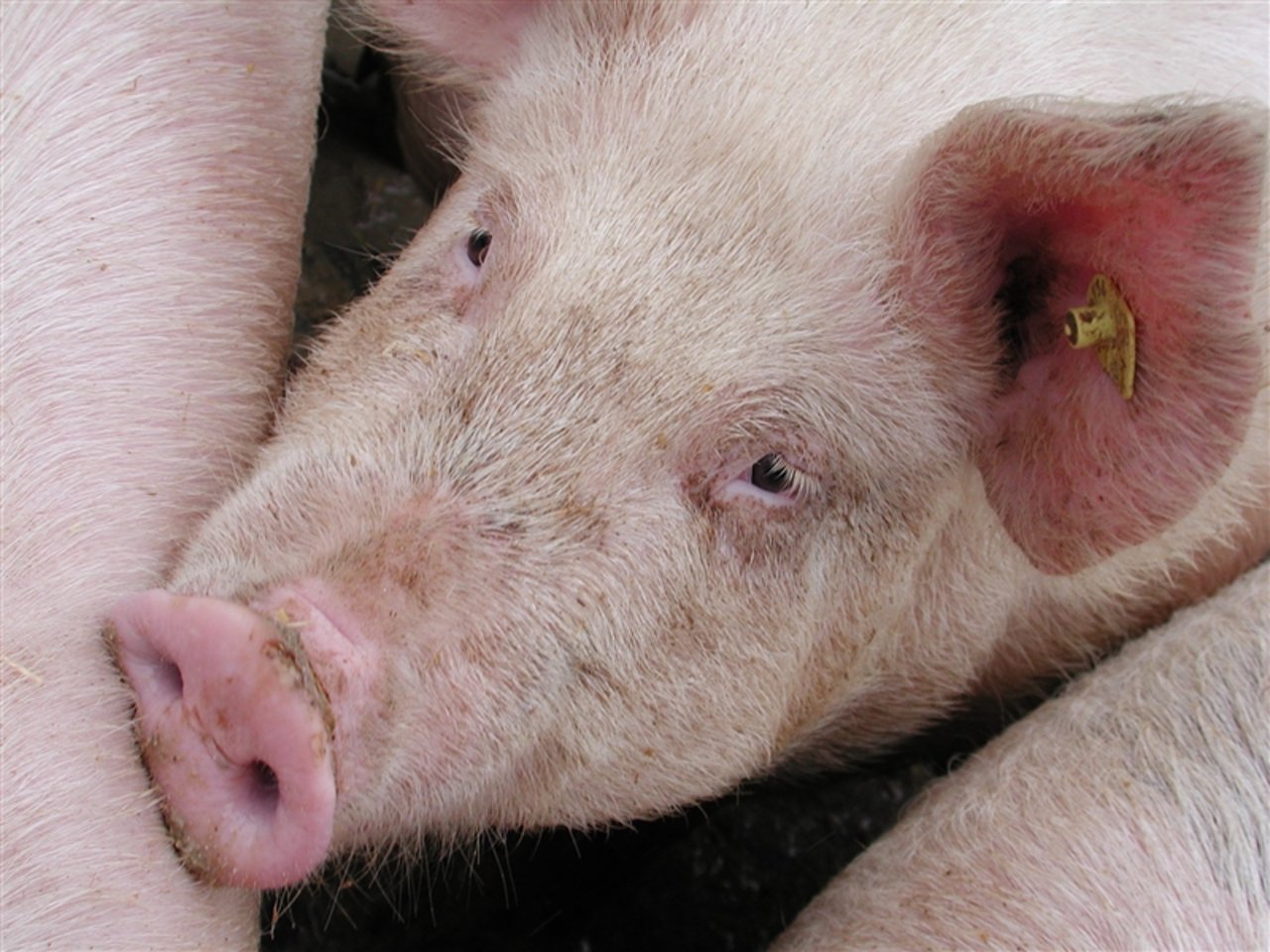 In Dänemark standen zum Stichtag 1. Juli soviele Schweine in den Ställen wie seit dem Jahr 2008 nicht mehr. (Symbolbild BauZ)
