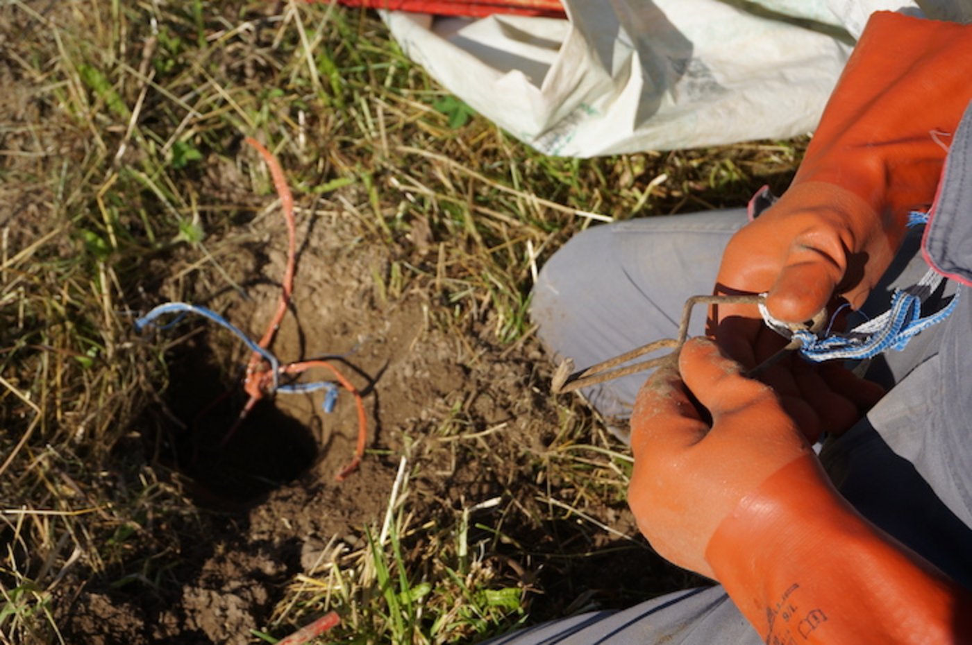Er klemmt das Ringli zwischen die Zange und legt die gespannte Falle in den freigelegten Mäusegang..