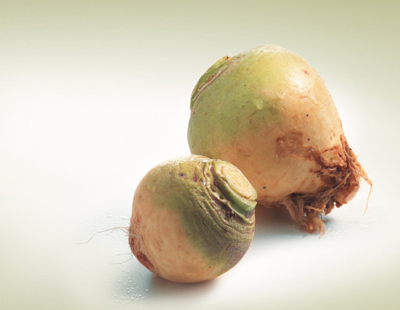 Anspruchslos im Anbau, aber selten geworden: Bodenkohlrabi. (Bild VSGP)