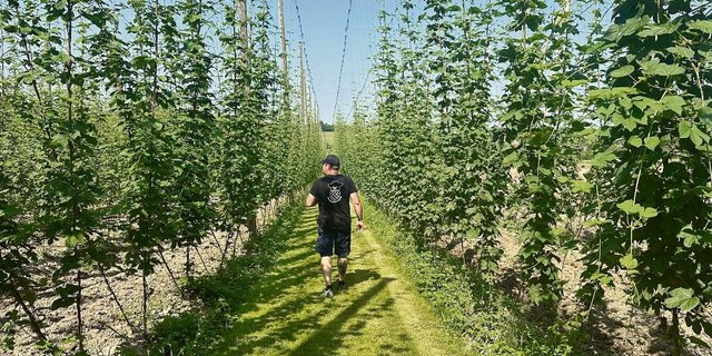 Die Reutimanns gehören mit ihren4,8 Hektaren zu den grössten Hopfen-bauern der Schweiz. 
