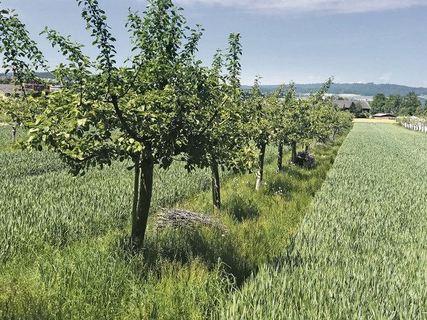 Agroforst: Apfelbäume mit einer Fruchtfolge von Weizen, Erdbeeren, Gründüngung und Buntbrache.(Bild Beat Felder, BBZN)