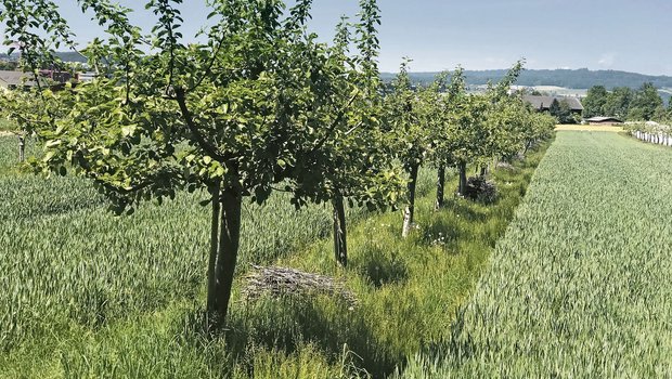 Agroforst: Apfelbäume mit einer Fruchtfolge von Weizen, Erdbeeren, Gründüngung und Buntbrache.(Bild Beat Felder, BBZN)