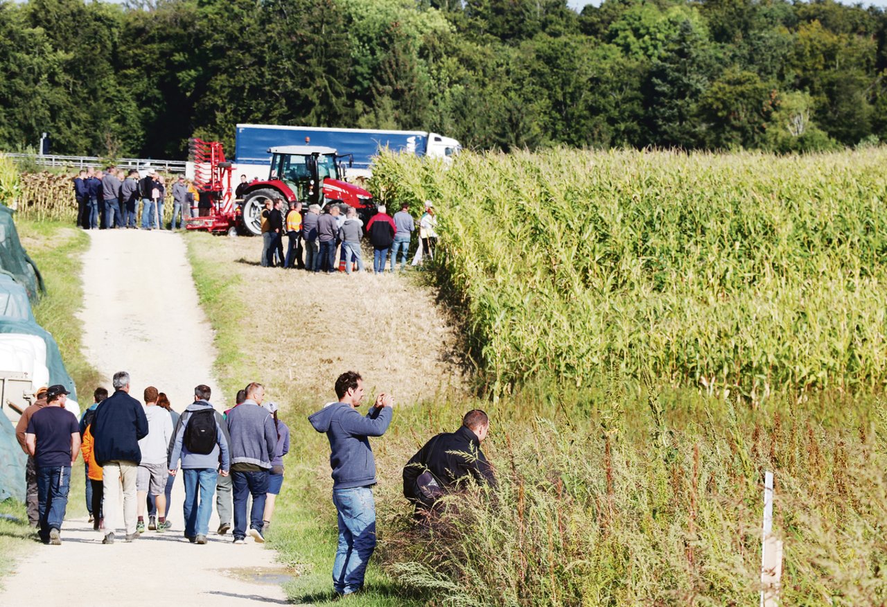 Viele Pflanzenbauer wollten wissen, wie die Kulturen bei Patrik Huber nach dem wüchsigen Sommer aussehen. (Bild Ruth Aerni)