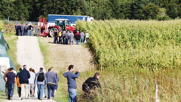 Viele Pflanzenbauer wollten wissen, wie die Kulturen bei Patrik Huber nach dem wüchsigen Sommer aussehen. (Bild Ruth Aerni)