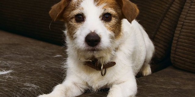 Hunde haaren das ganze Jahr über. Im Frühling verlieren sie aber besonders viele Haare. 