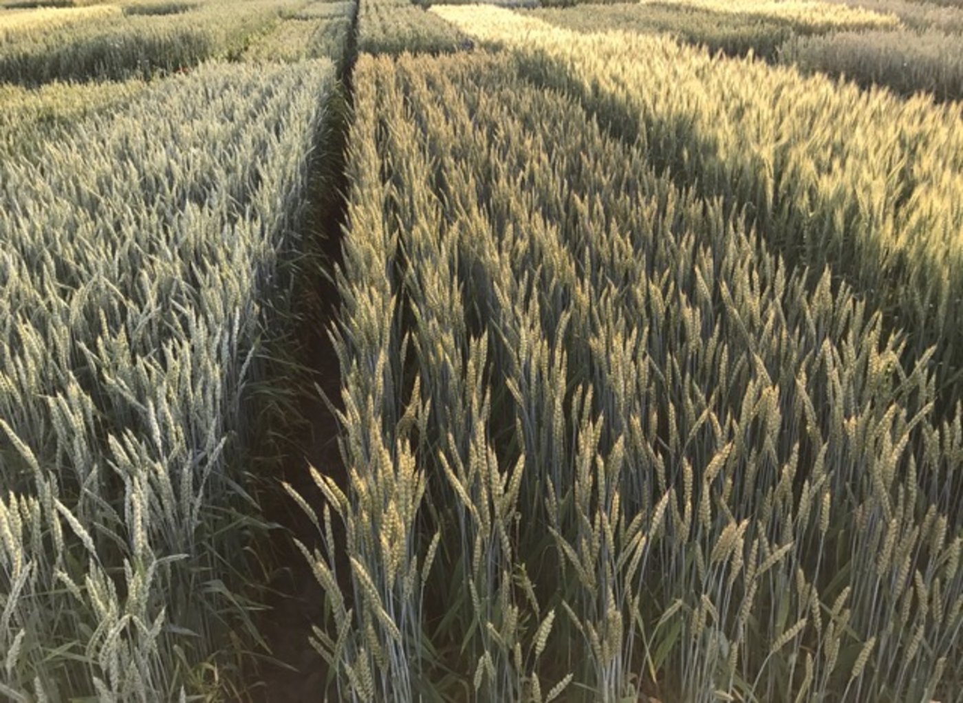 Schön stehende Kulturen an den Ökofeldtagen in Frankenhausen. (Bild akr)