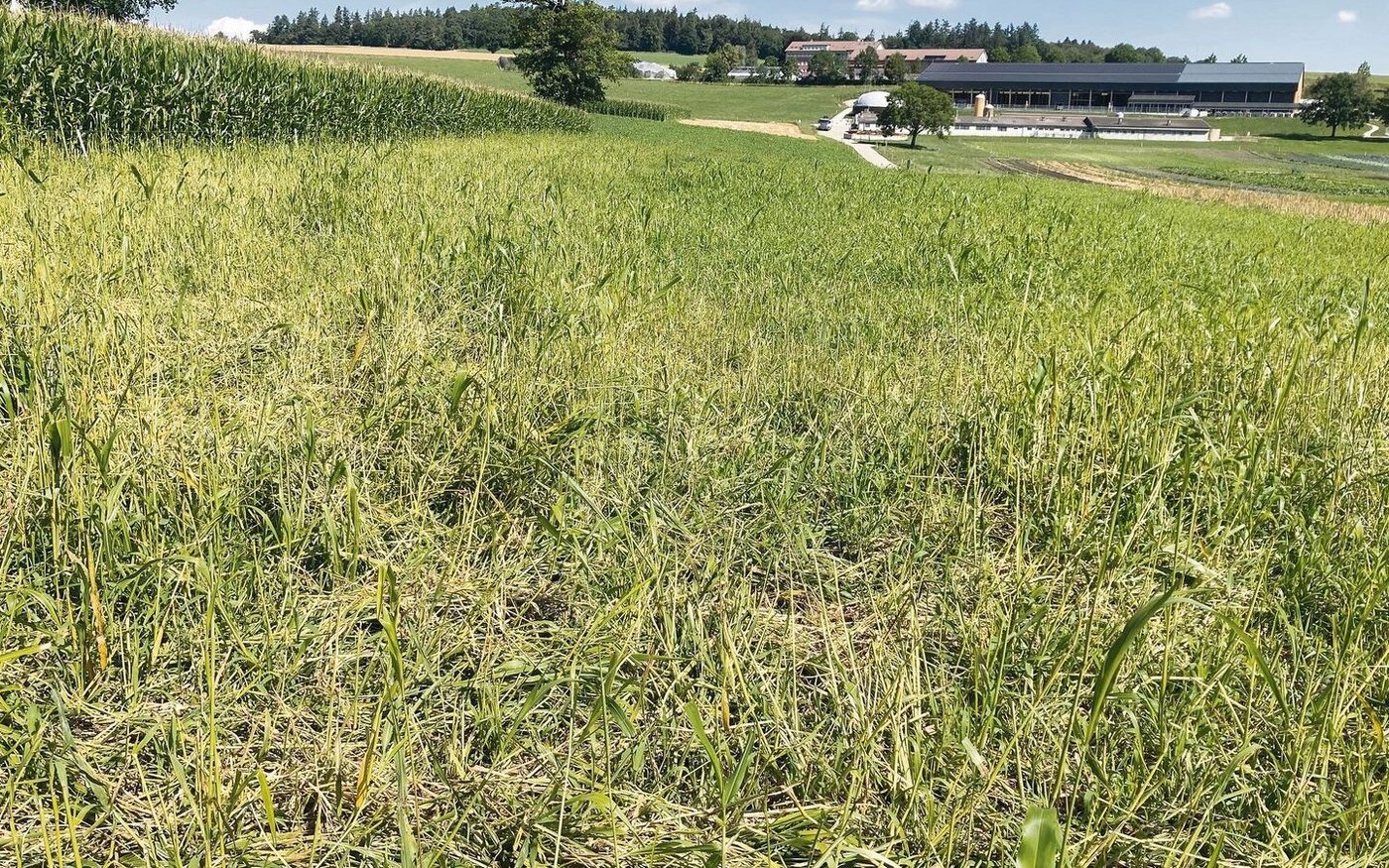 … und nach einer Beweidung mit zwanzig Milchkühen.