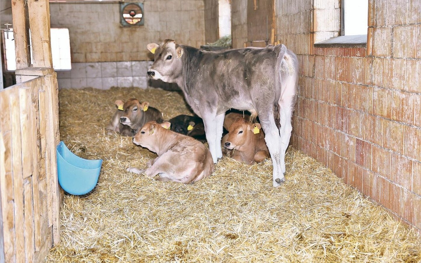 Die Tränkekälber der Familie Schönbächler werden in einer Gruppe gehalten. Rund 112 Tage verbringen sie auf dem Betrieb.