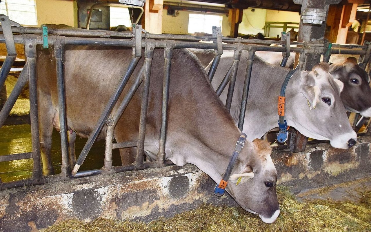 Die braune Kuh ist bekannt für ihre hohe Nutzungsdauer und die guten Milchgehalte.