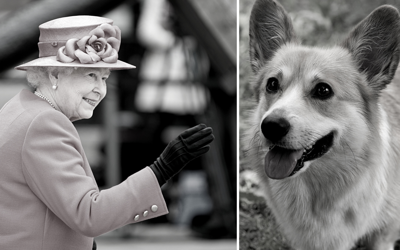 Queen Elisabeth II hatte eine enge Bindung zu ihren Corgis. 