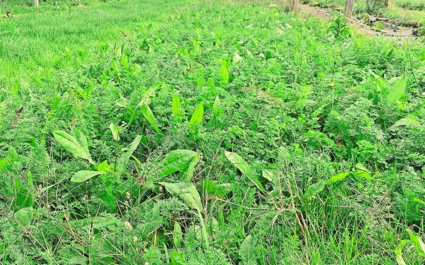 Oktober 2024: Das Blühreservoir wächst.