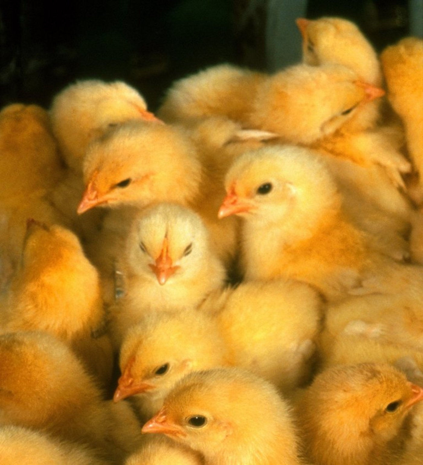 Männliche Küken werden meist direkt nach dem Schlüpfen getötet. (Bild pd)